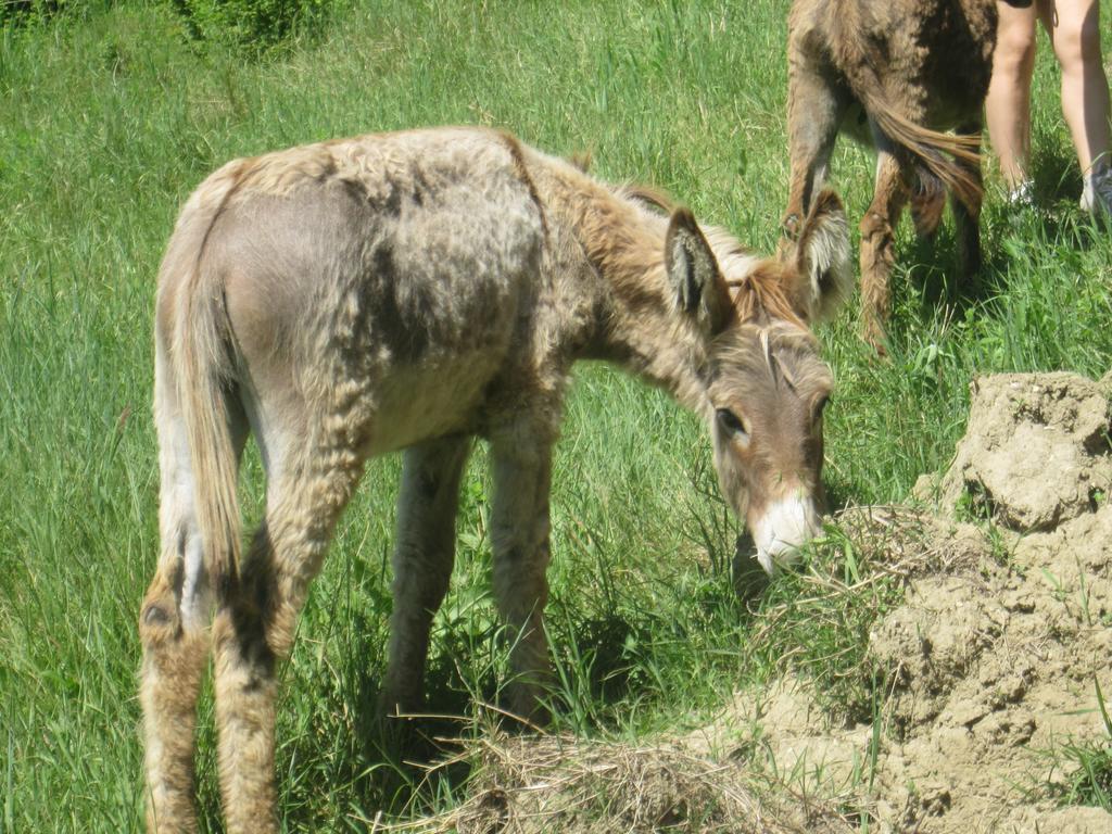 Le Spighe Agriturismo تشيزينا المظهر الخارجي الصورة